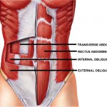 Abdominal Muscle Physiology